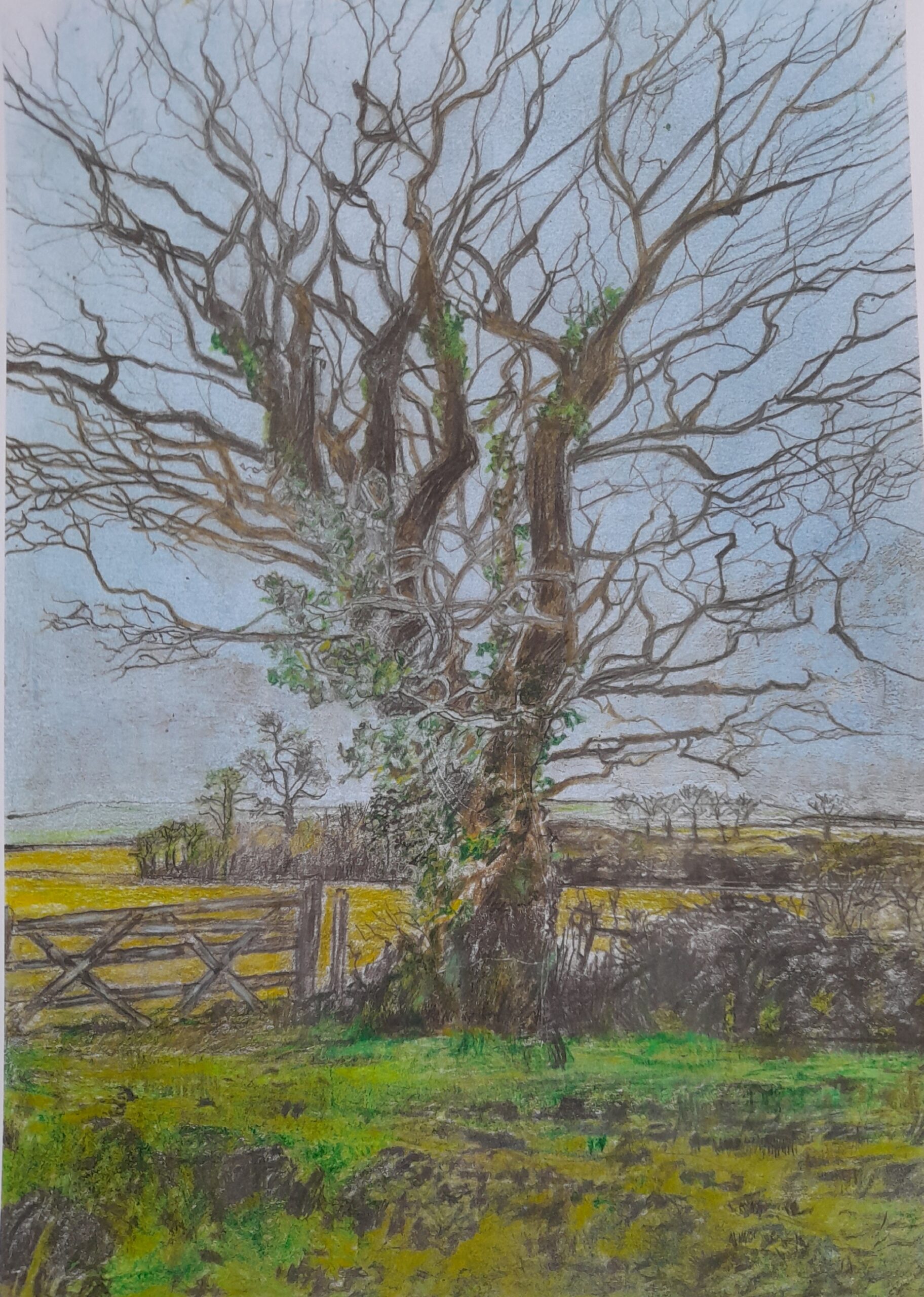 Oak tree, Green Lane, Ringmer, Winter 2024 | 20x29cm, colour pencil