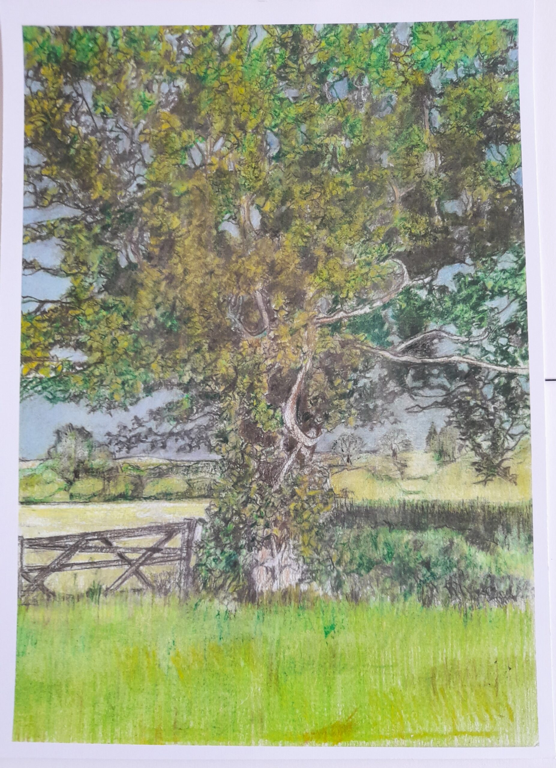 Oak tree, Green Lane, Ringmer, Summer, 2024 | 20x29cm, colour pencil